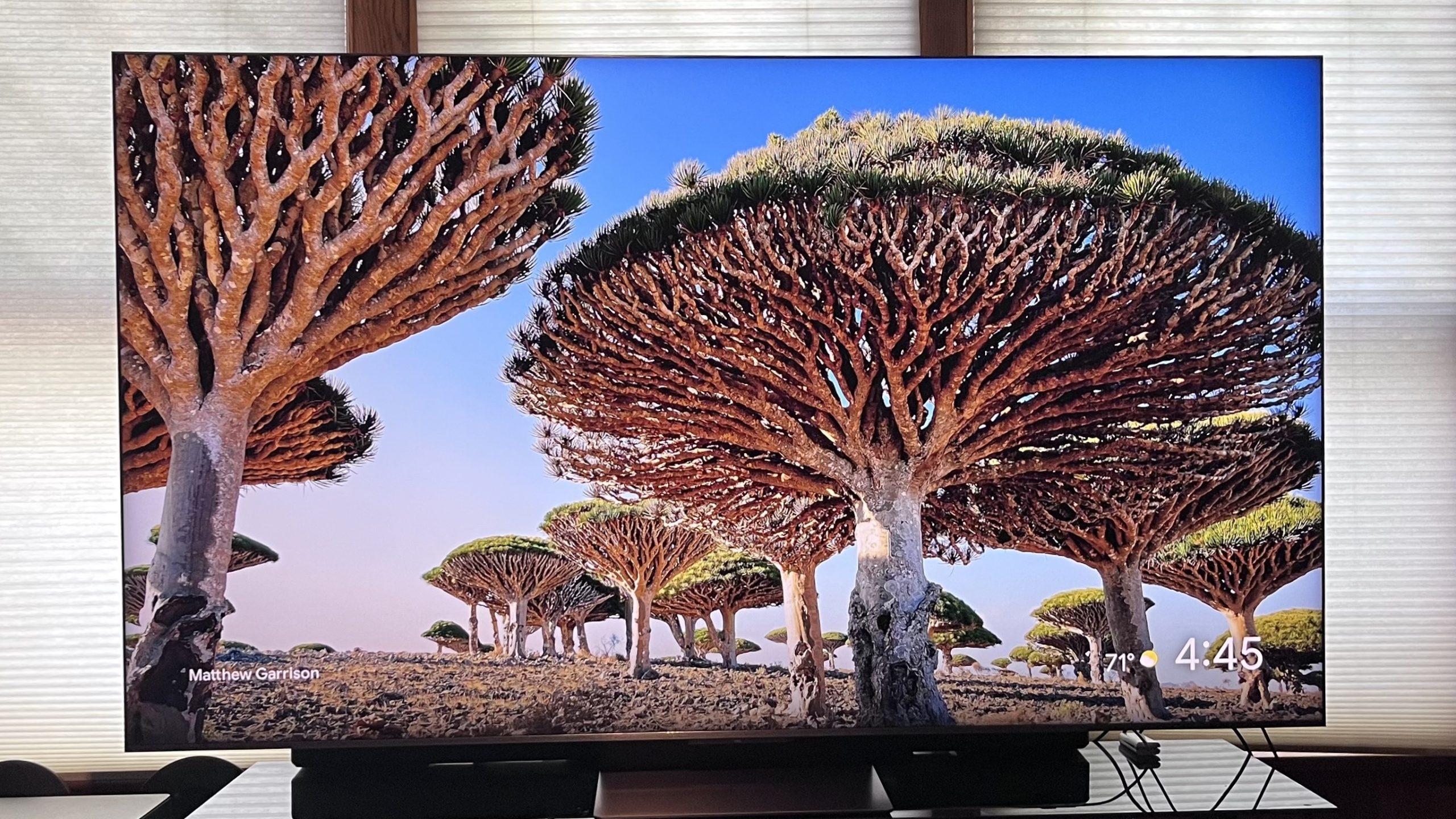TCL QM9K showing image of exotic trees