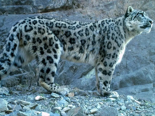 photo snow leopard trust