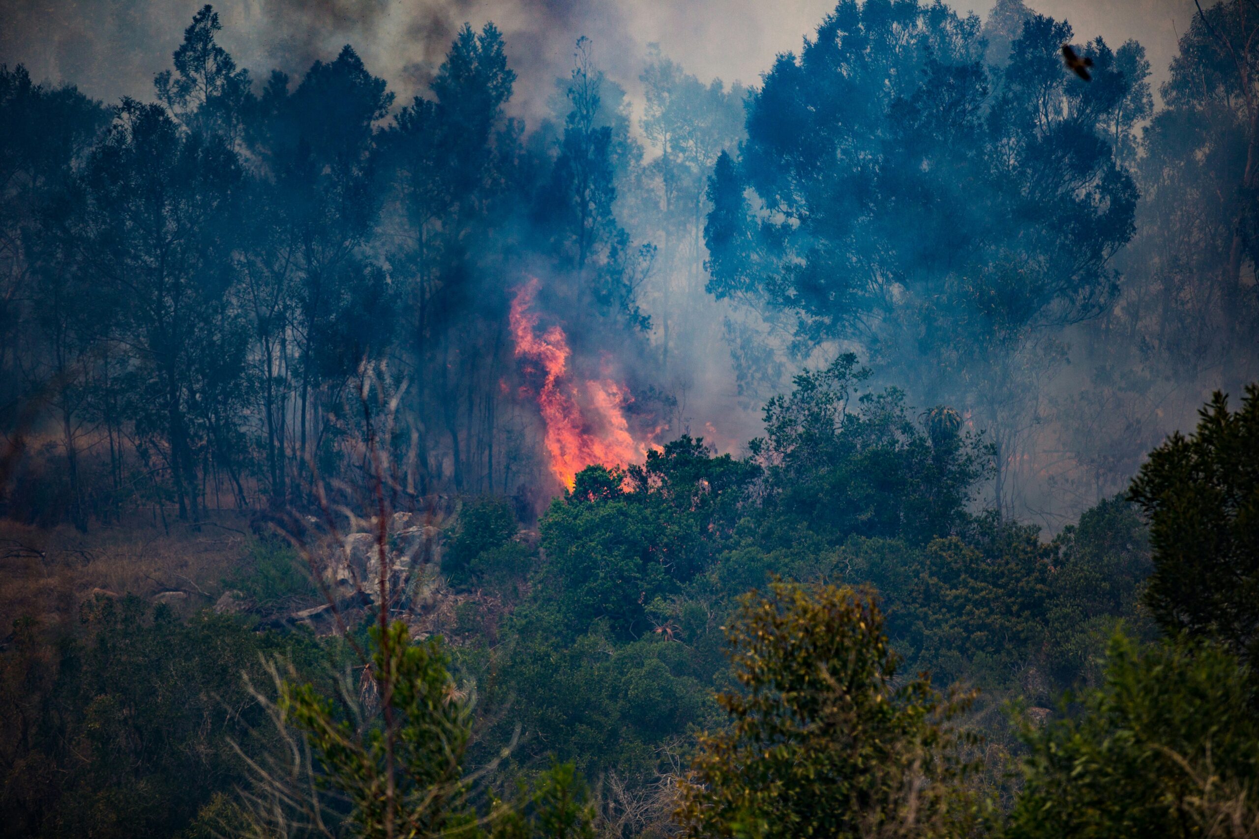 Global forests remain in crisis, a new report says. Credit: Dirk Erasmus/Unsplash