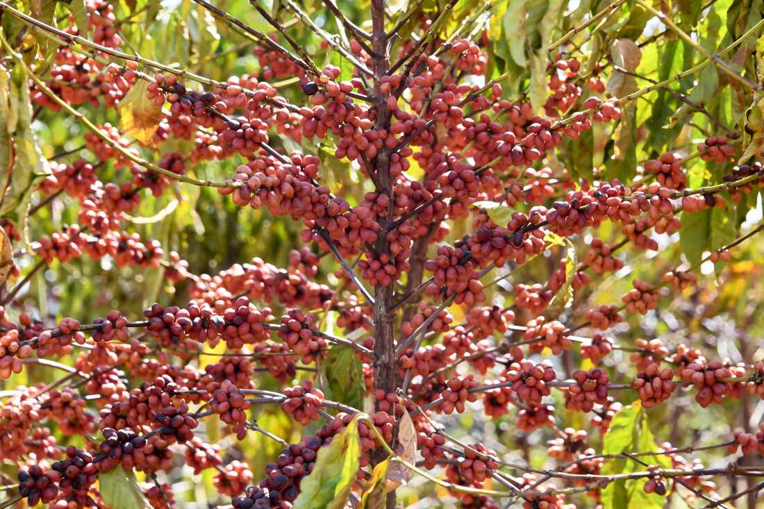 Coffee plants are seen at the Brazilian Agricultural Research Corporation experimental farm in Brasilia in 2022. Coffee production in Brazil is leading to deforestation, a nonprofit group says.