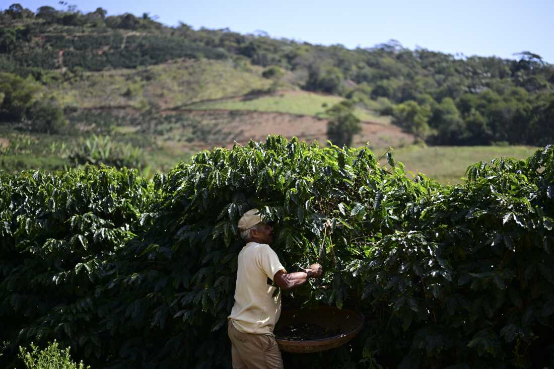 A man harvests coffee in Rio de Janeiro state, Brazil on July 21. Much of the coffee in the U.S. comes from Brazil.