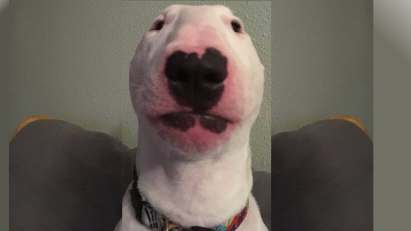 Henry