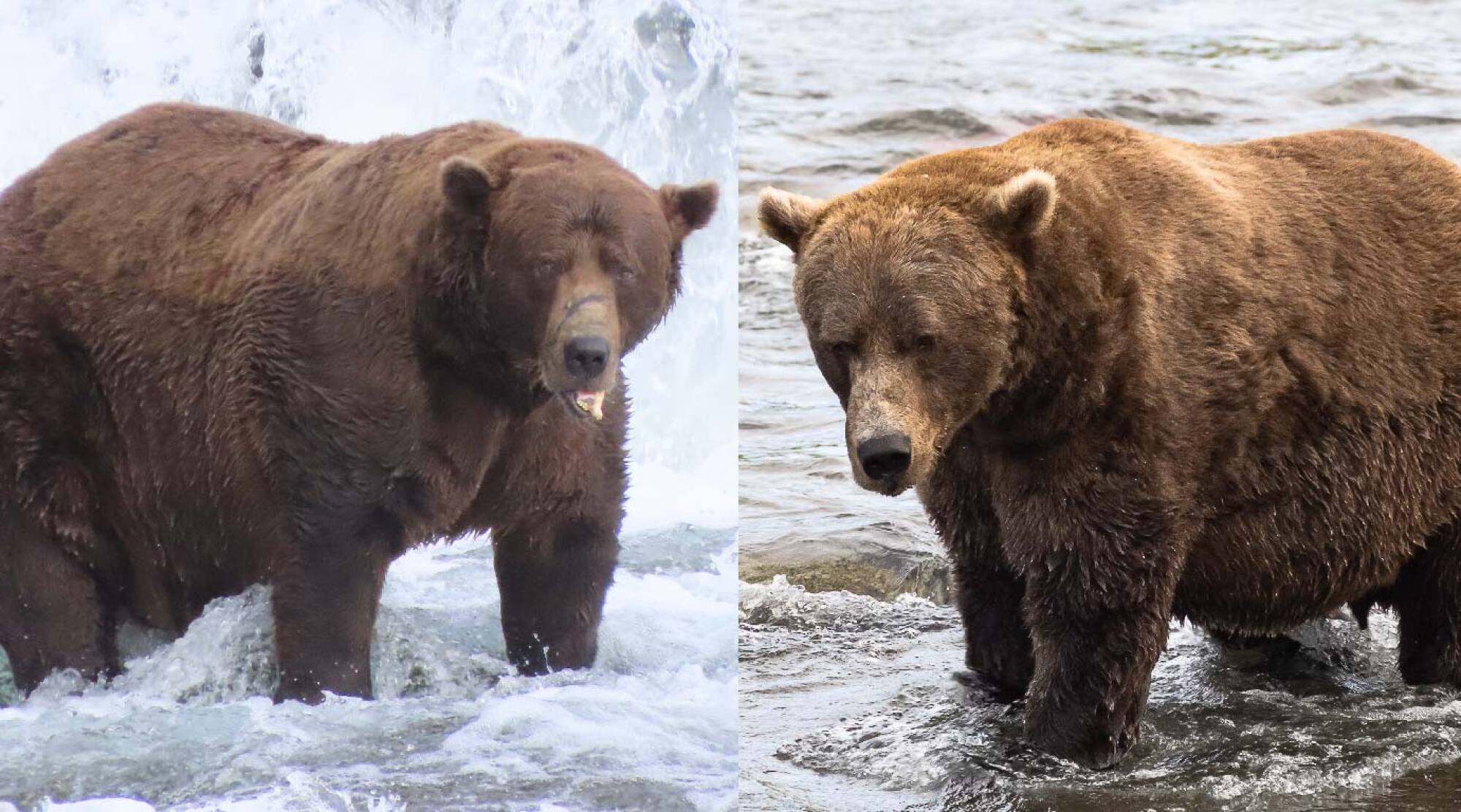 32 chunk and and bear 856 pose in a river for fat bear week